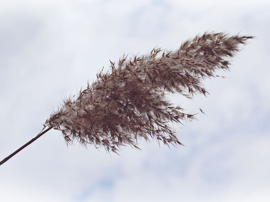 selective focus photo of brown feather, reed, clouds, sky, landscape HD wallpaper