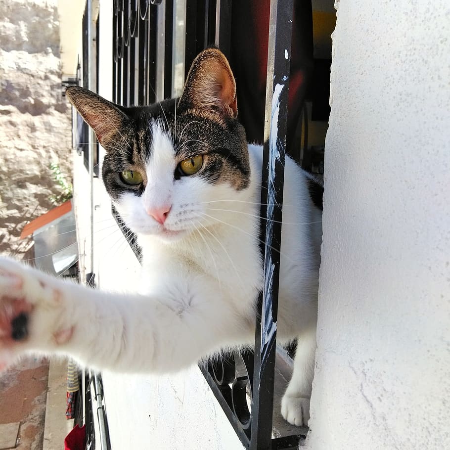cat, window, house cat, pets, domestic, domestic cat, domestic animals HD wallpaper