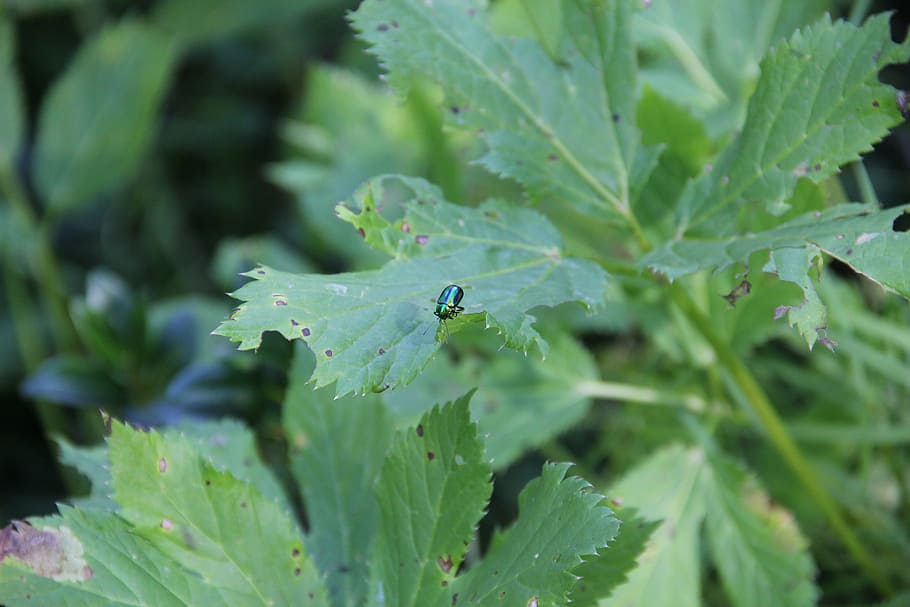 leaf, nature, insect, green, forest, plant part, green color HD wallpaper