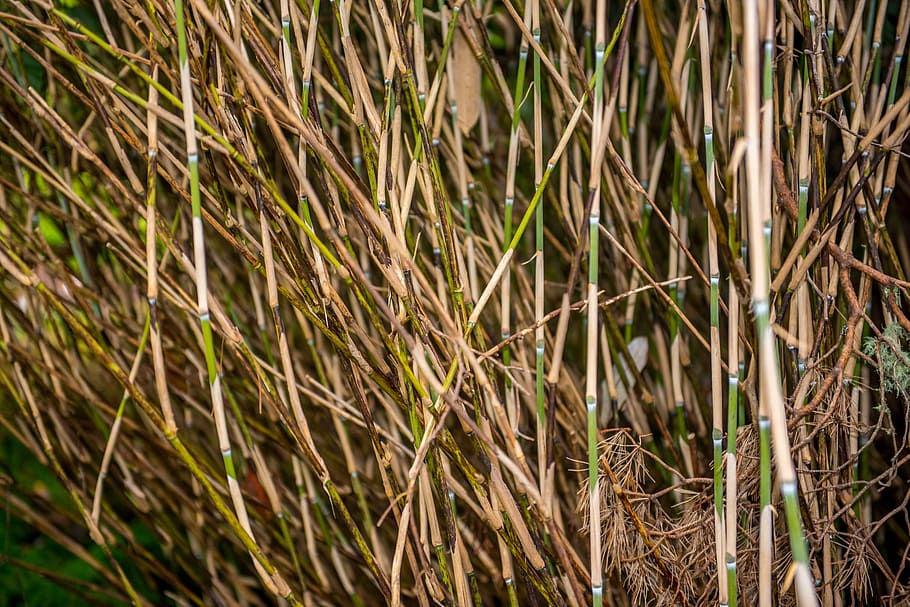 green and brown bamboo grass, forest, background, nature, japan