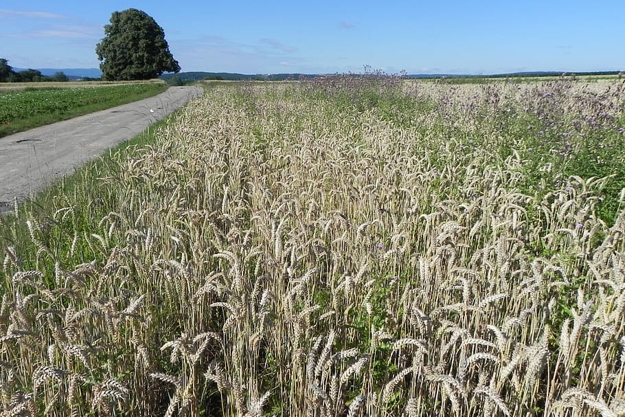 wheat, field, cereals, spike, grain, cornfield, wheat field HD wallpaper