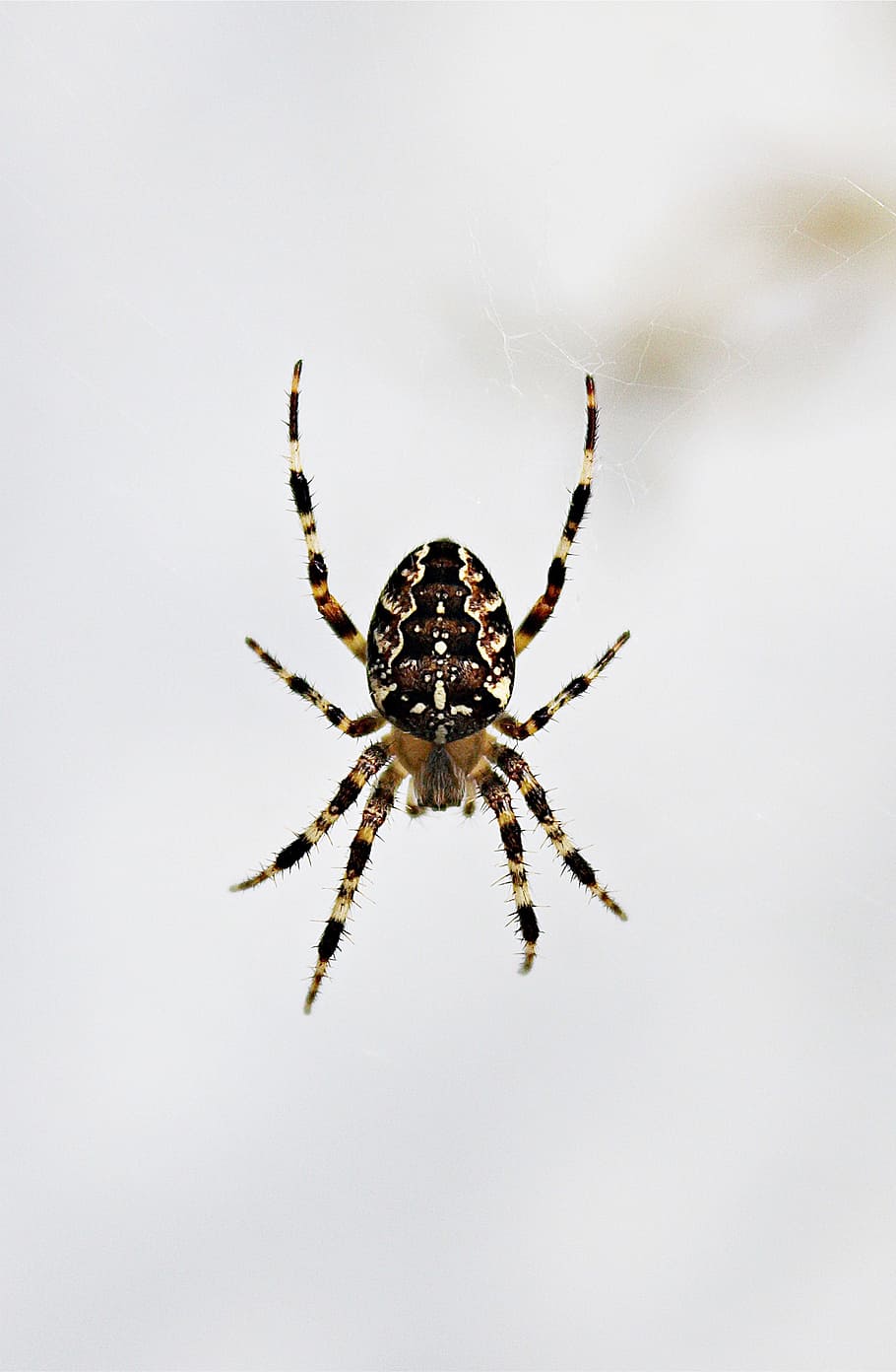 spider, network, close, spider macro, nature, arachnid, arthropod HD wallpaper
