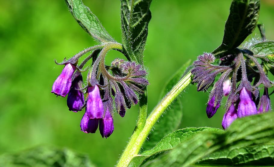 comfrey, spring, nature, wildflower, plant, flowering plant HD wallpaper