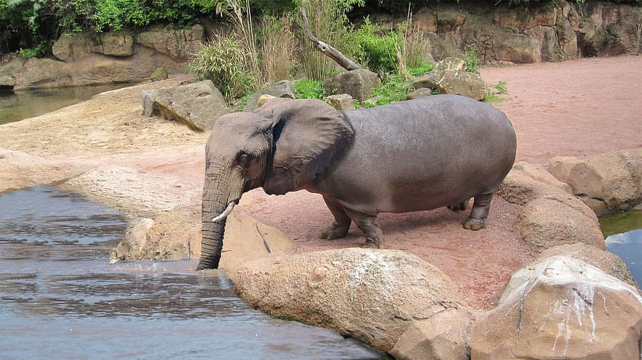 elephant, hippo, assembly, nature, animal world, waters, mammal HD wallpaper