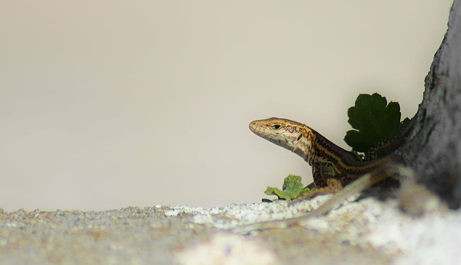 lizard, reptile, small, animal, head, one animal, animal themes HD wallpaper