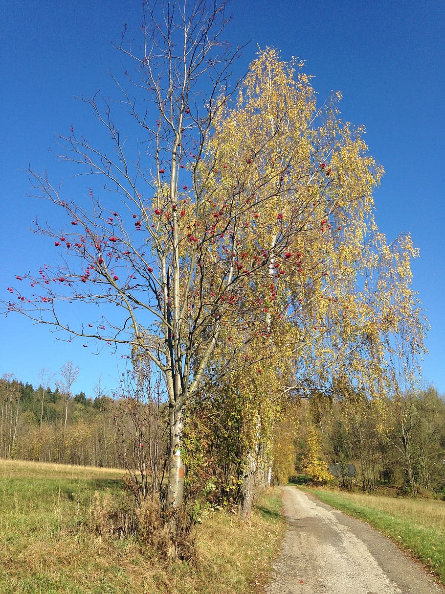 autumn, birch, path, landscape, blue sky, plant, tree, beauty in nature HD wallpaper