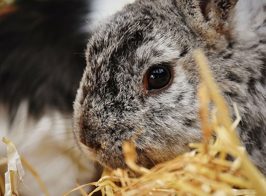 gray rabbit, bunny, hare, animal, fur, easter, cute, face, head HD wallpaper