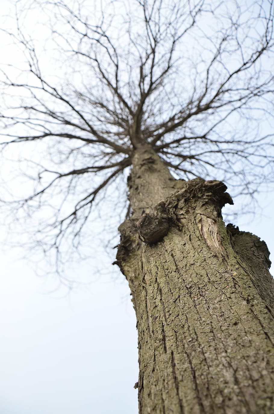 tree, withered, yang shot tree, plant, tree trunk, bare tree HD wallpaper