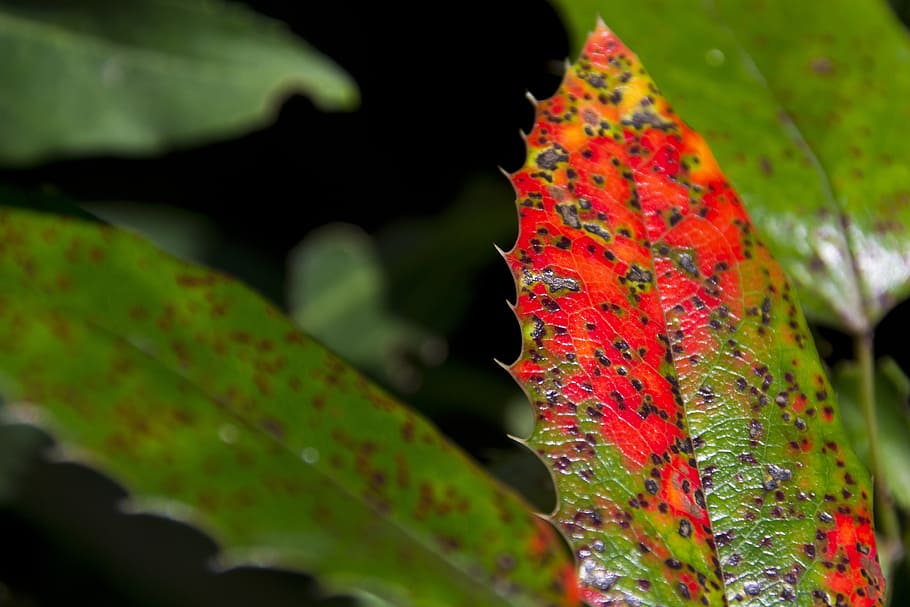 nature, leaf, summer, plant, forest, close, park, plant part HD wallpaper