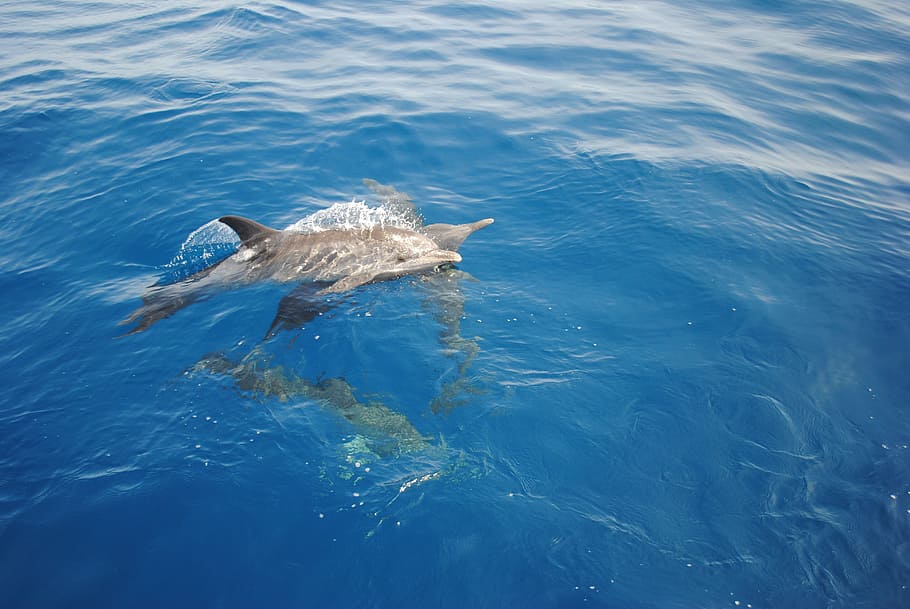 gray dolphin swing in water, Nature, Ocean, Wild, Venezuela HD wallpaper