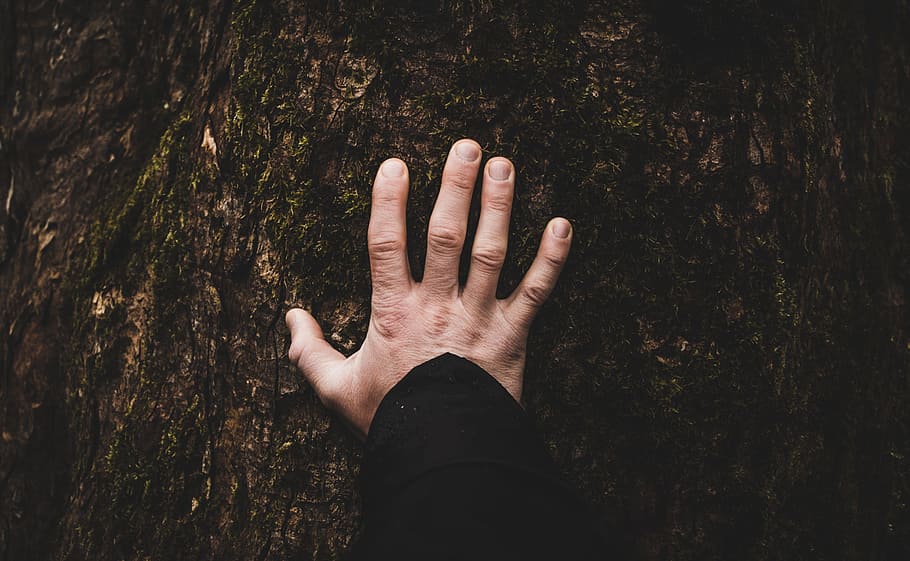tree, plant, hand, human hand, human body part, real people HD wallpaper
