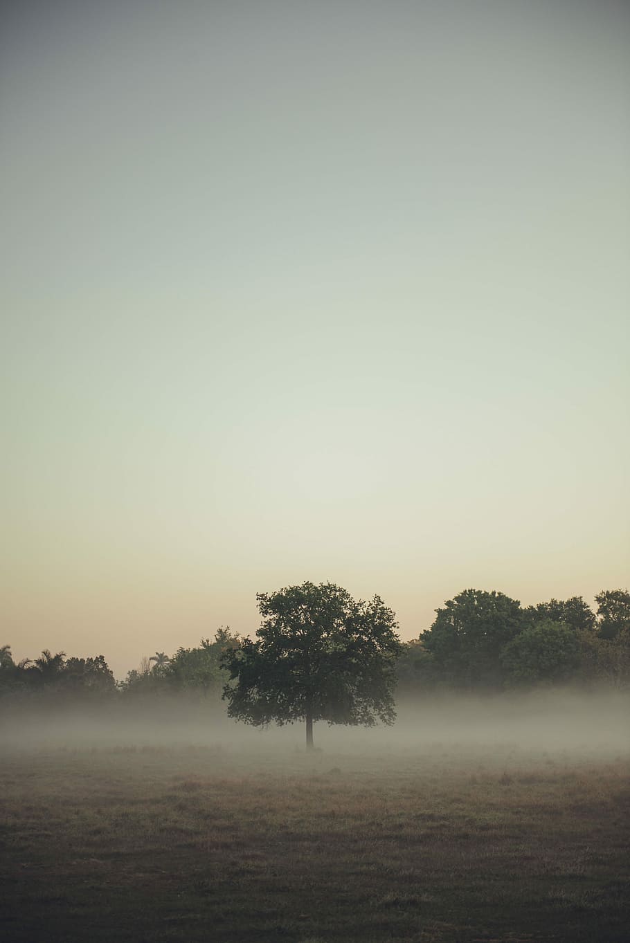 green tree on brown field at daytime, green leafed trees in middle of floods HD wallpaper