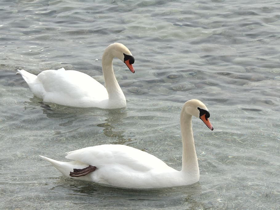swans, animals, lake, white, wildlife, birds, animals in the wild HD wallpaper