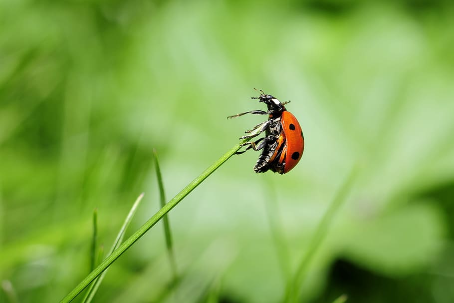 Orange Ladybug on Green Plant, insect, macro, nature, invertebrate HD wallpaper
