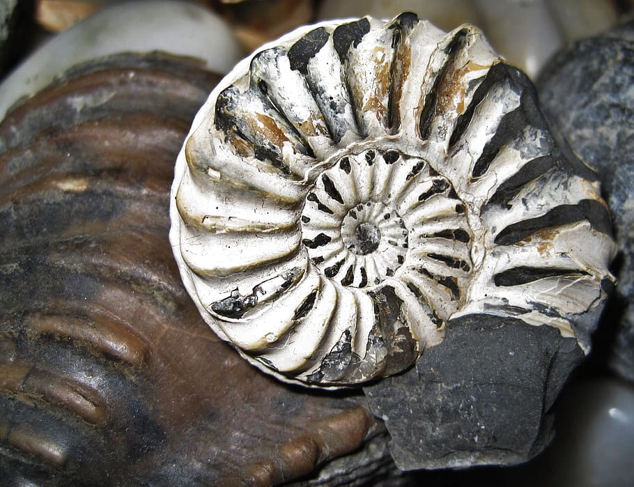 grey and black shell near brown structure, fossil nautilus, petrification, HD wallpaper