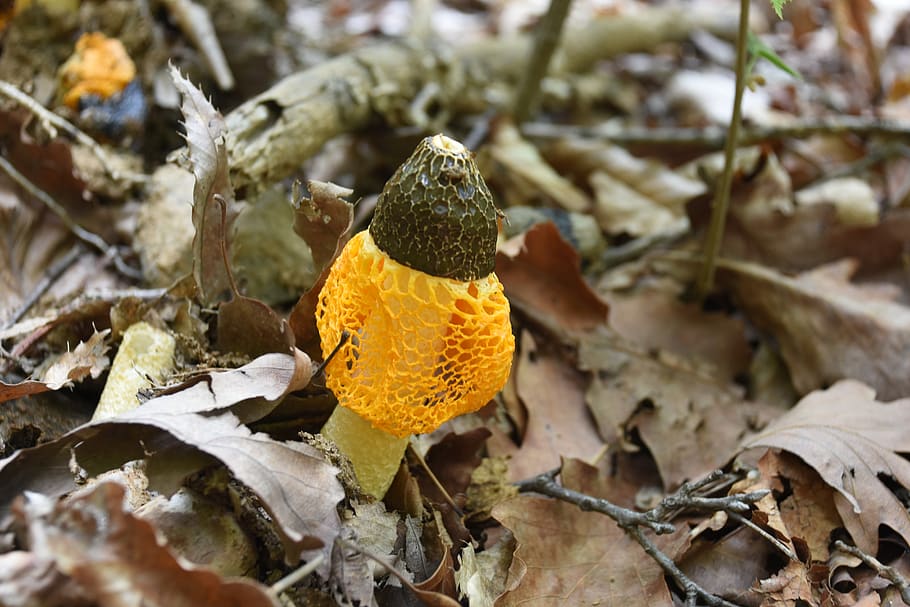 mushroom, yellow, net, hill, dry, leaf, plant part, land, nature HD wallpaper
