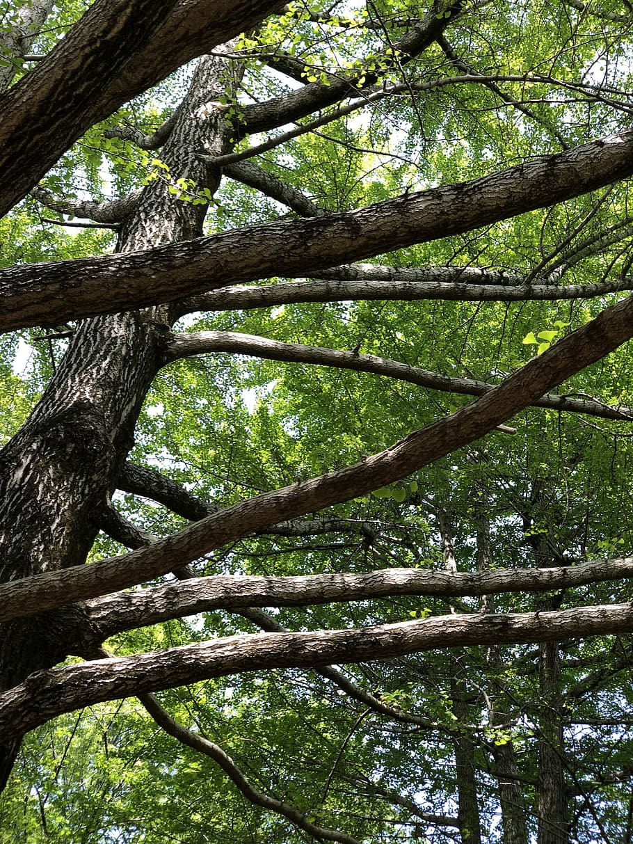wood, natural, leaf, tree, plant, forest, low angle view, growth HD wallpaper