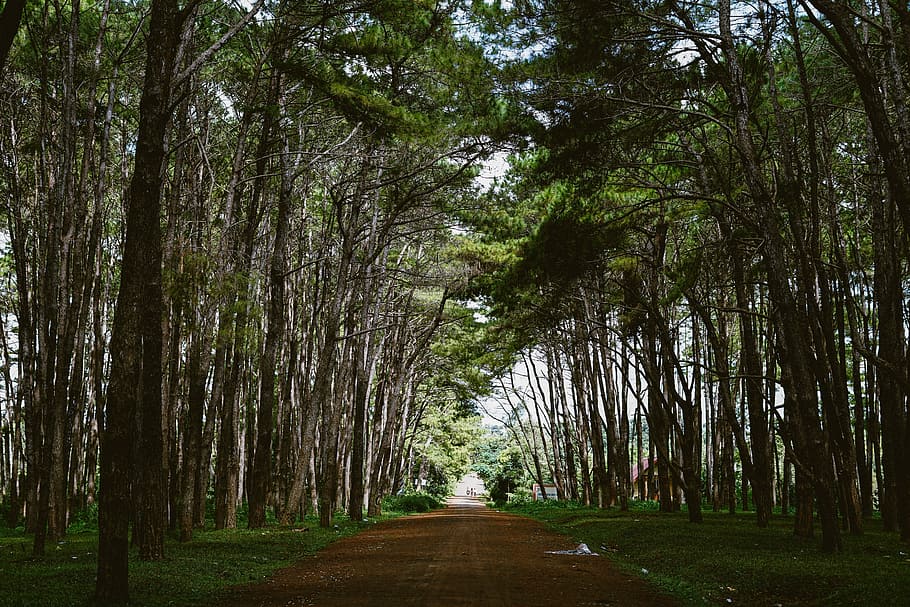 road between green leaf trees at daytime, brown pathway between trees HD wallpaper