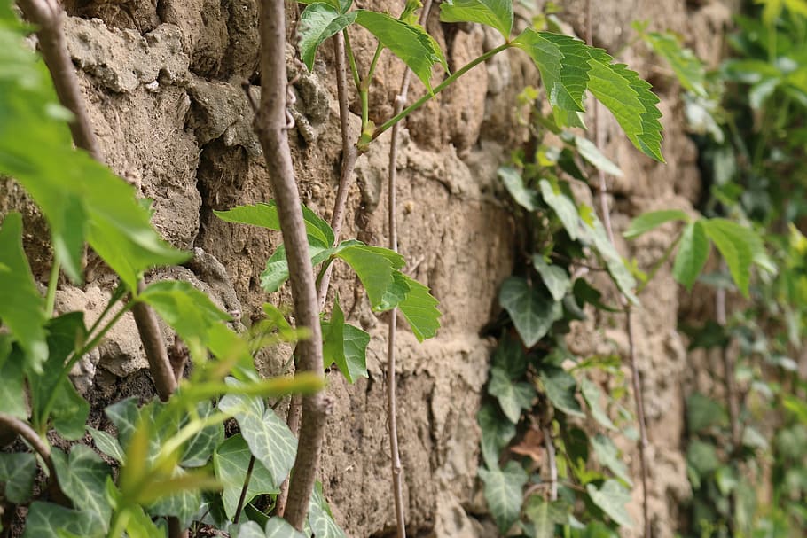brick, green, leaf, old, plants, rustic, wall, nature, growth HD wallpaper
