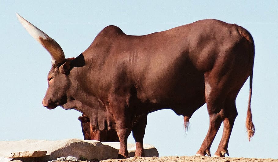 watusi, breed, cattle, ox, bull, longhorn, bovine, brown, african, HD wallpaper