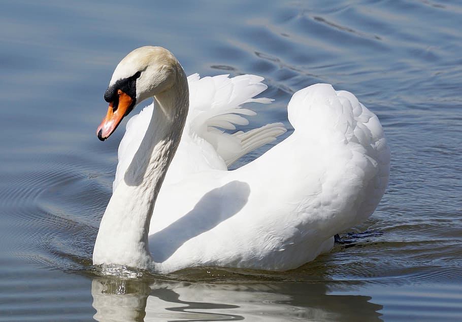 white goose in body of water, swan, bird, animal world, nature, HD wallpaper