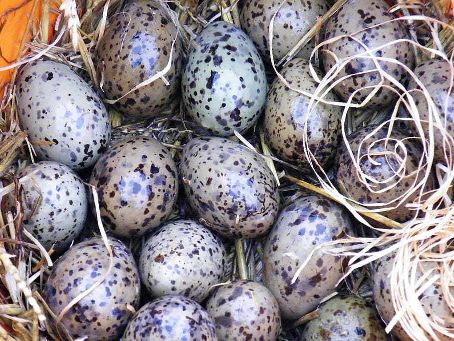 gulls eggs, seagull, bird, nature, bird's nest, breed, eat HD wallpaper