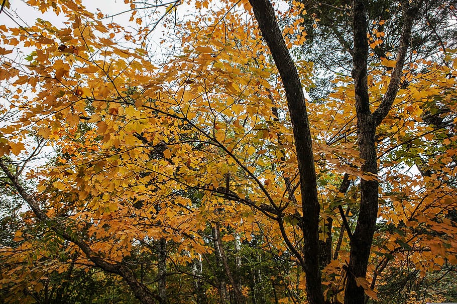 phoenix mountain, scenery, views, autumn, tree, change, plant HD wallpaper