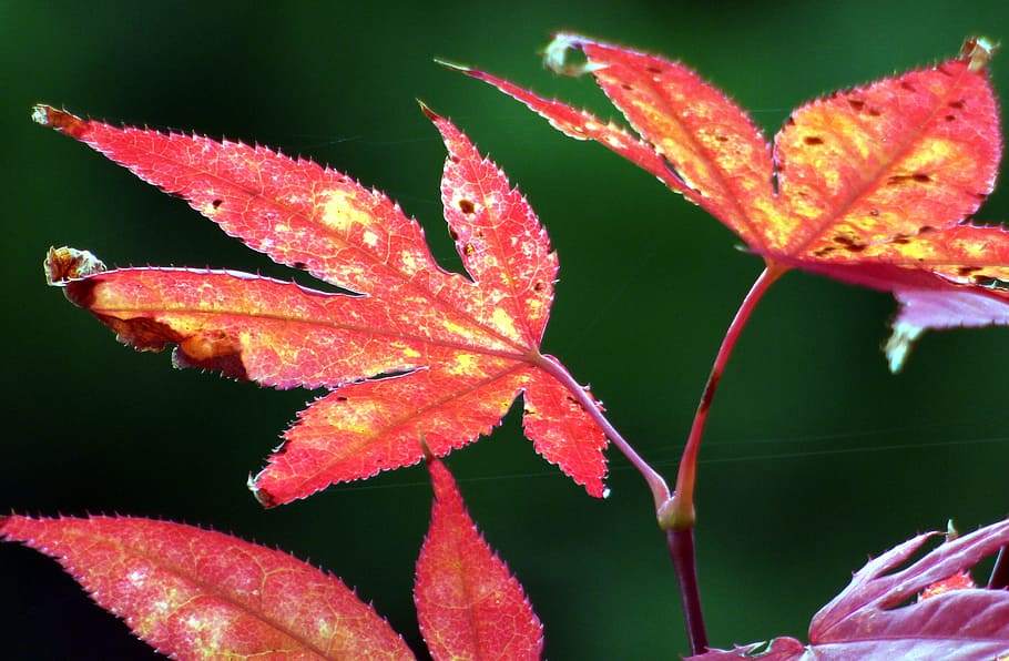 Leaves, Fall, Maple, Foliage, Tree, red leaf, plant, color HD wallpaper