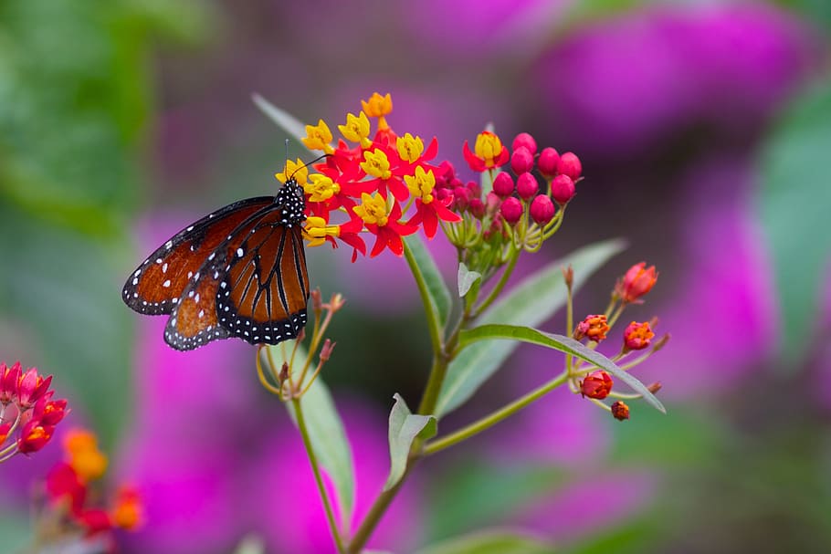 butterfly, flower, spring, summer, nature, insect, plant, floral HD wallpaper