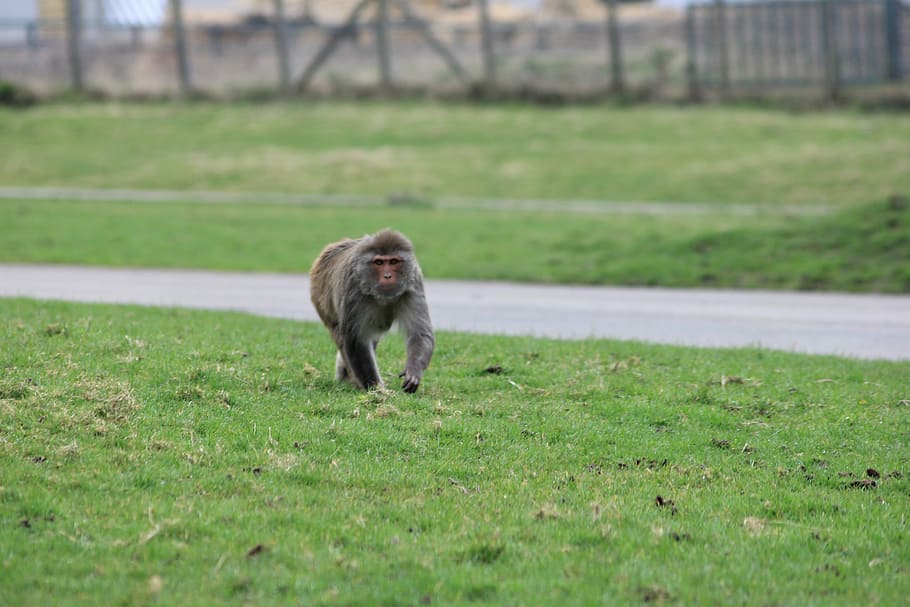 monkey, rhesus monkey, monkey walk, one animal, plant, grass HD wallpaper