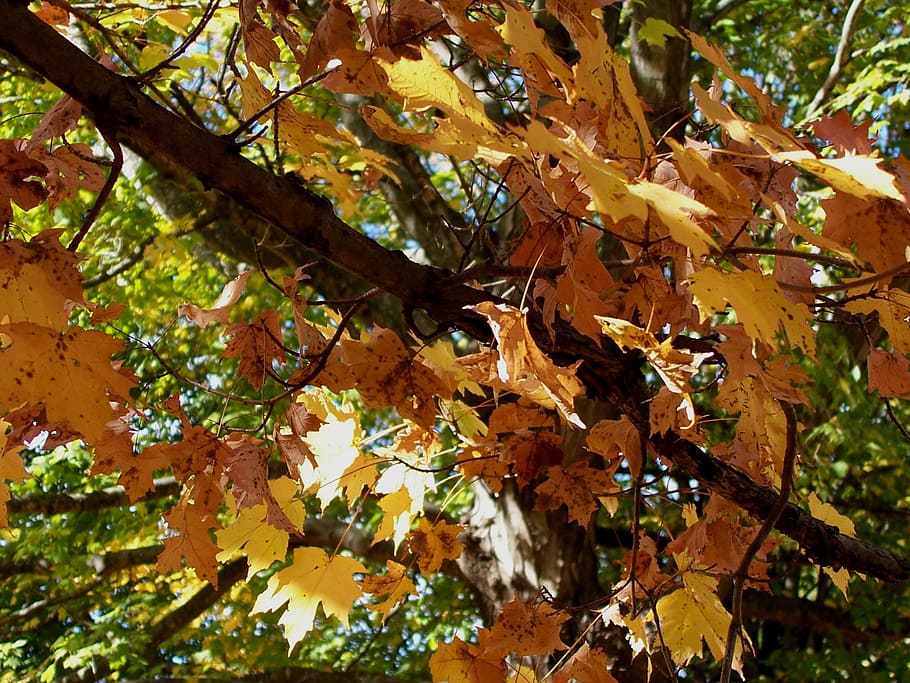 maple, tree, fall, leaves, season, foliage, leaf, forest, natural HD wallpaper