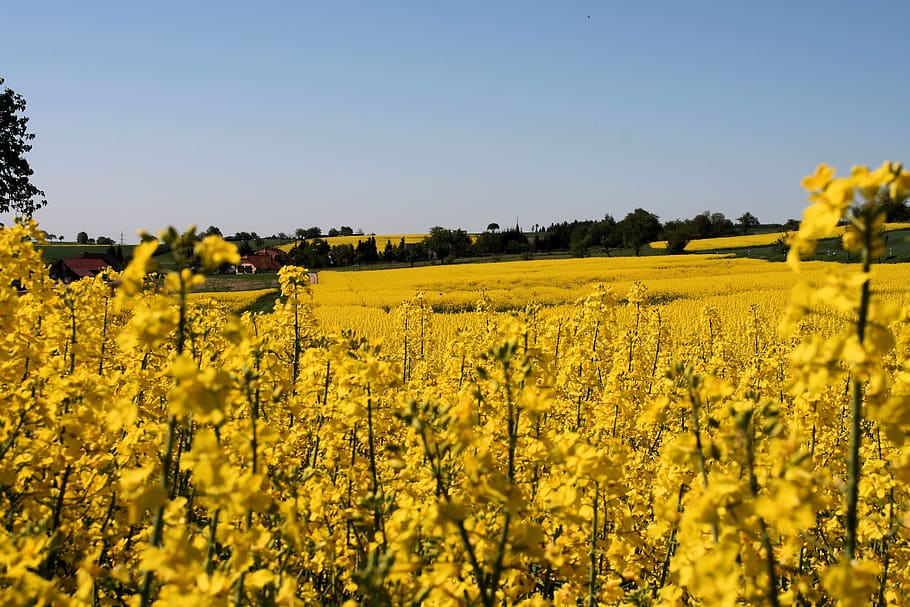 oilseed rape, nature, yellow, field, landscape, agriculture HD wallpaper