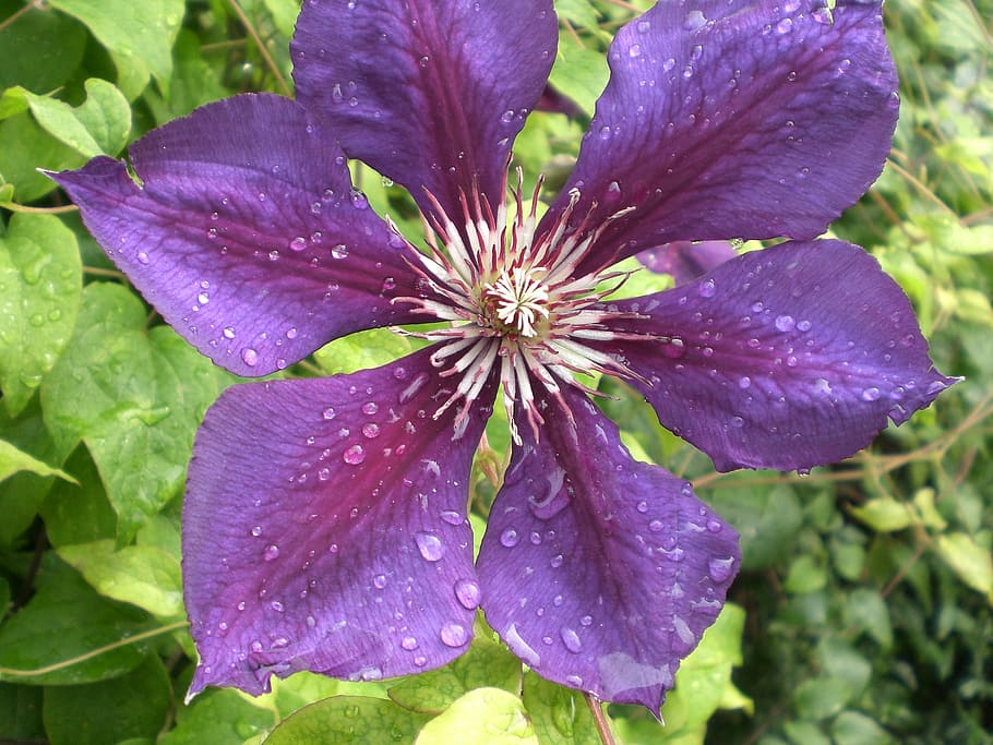 clematis, drip, blossom, bloom, violet, nature, plant, flower HD wallpaper