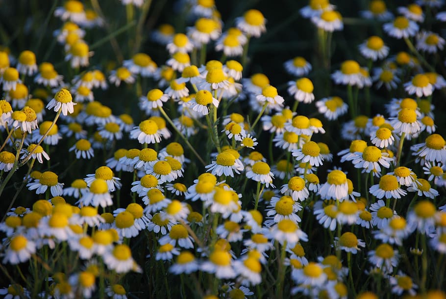 chamomile, flower, nature, colors, flowering plant, freshness HD wallpaper