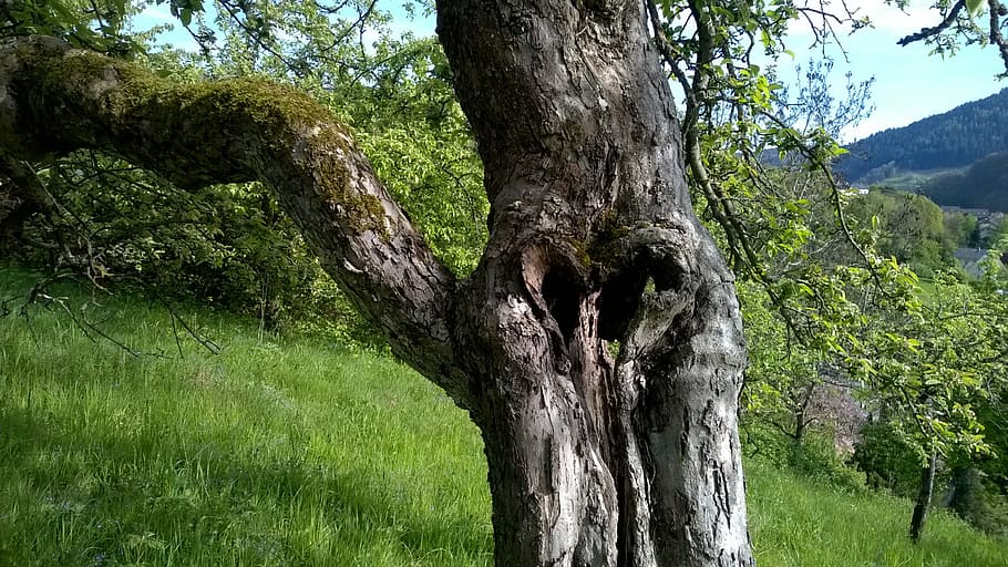 log, bark, heart, apple tree, tree bark, aesthetic, tribe, nature HD wallpaper