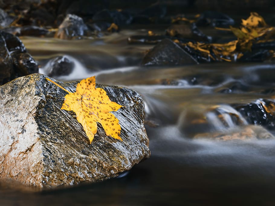 time lapse photography of stream and yellow maple leaf on gray rock, times lapse photography of river HD wallpaper