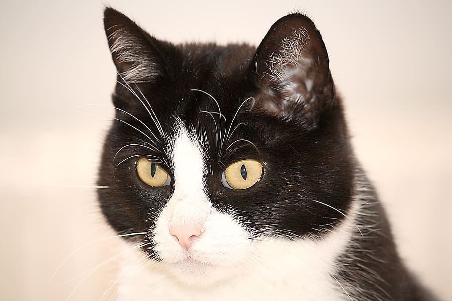 tuxedo cat, black, white, animal, pet, cat face, nose, cat's eyes, HD wallpaper