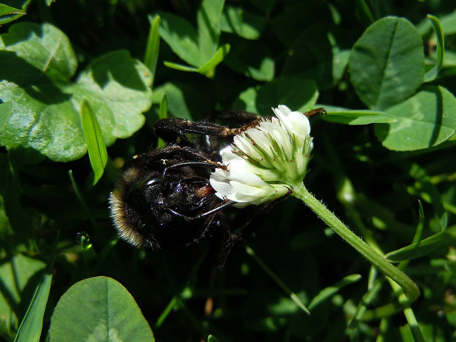 bee, insect, close, animal themes, plant, animals in the wild HD wallpaper