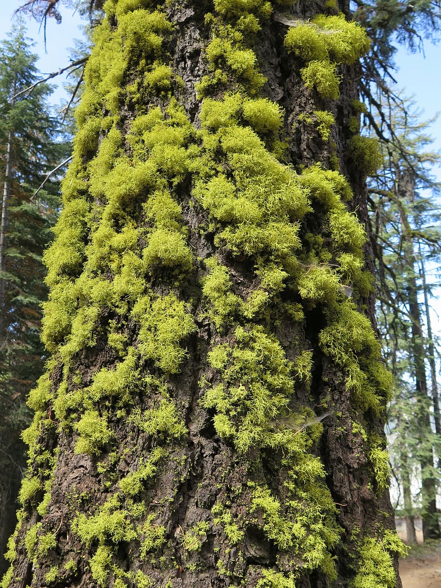 lichen, tree, forest, plant, growth, green color, day, beauty in nature HD wallpaper