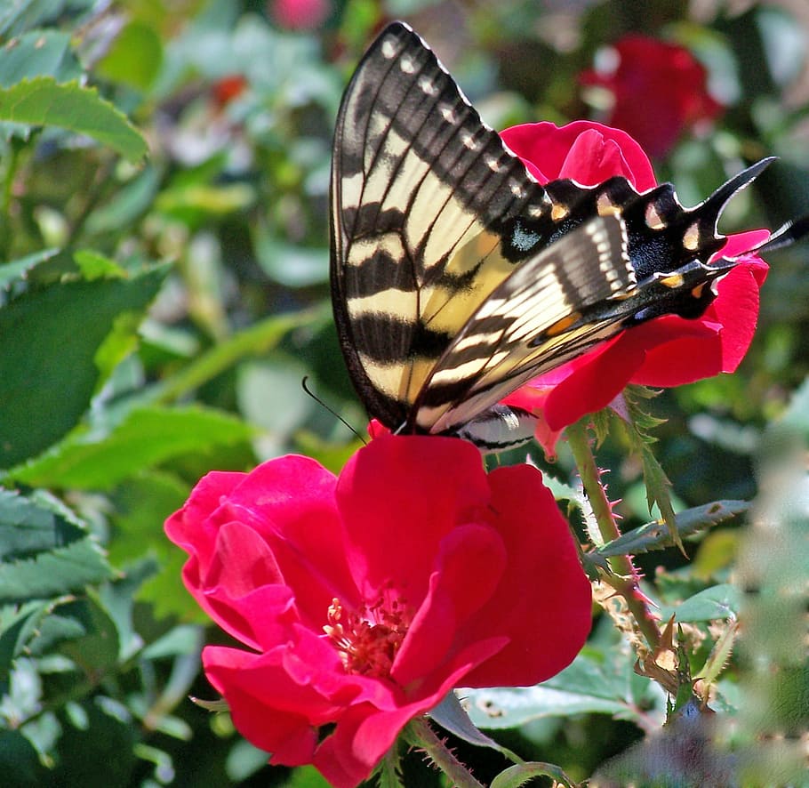 Butterfly, Bug, Insect, Wildlife, wing, antennae, monarch, metamorphosis HD wallpaper