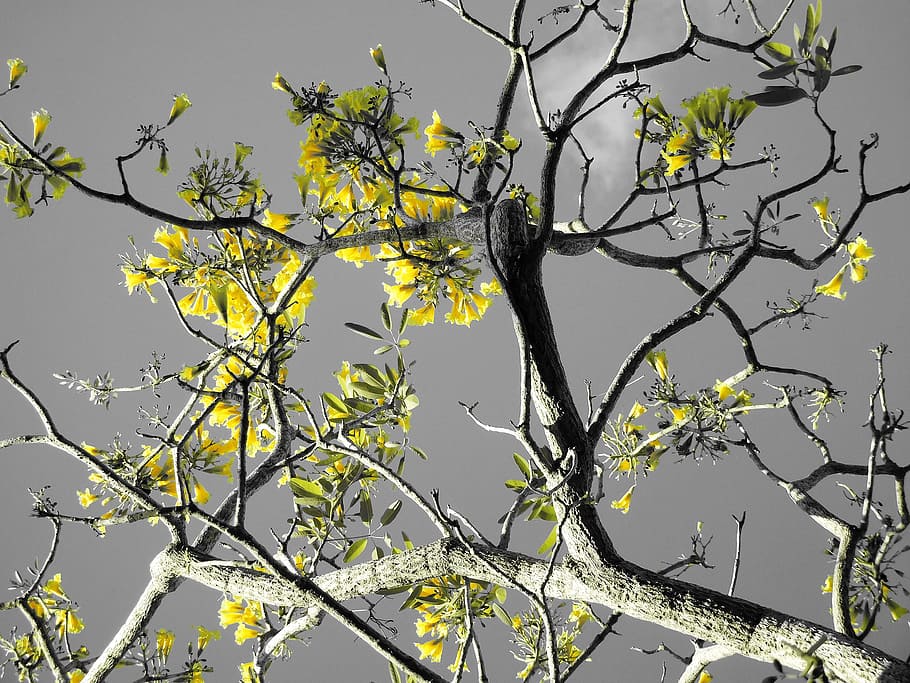 Tree, Branches, Nature, Plant, trees, tree branches, spring HD wallpaper