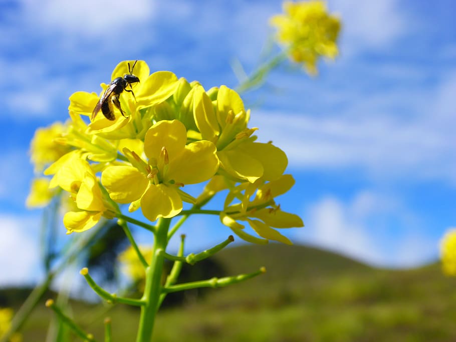 Fertilization, Bee, Flower, Pollination, insect, nature, yellow HD wallpaper