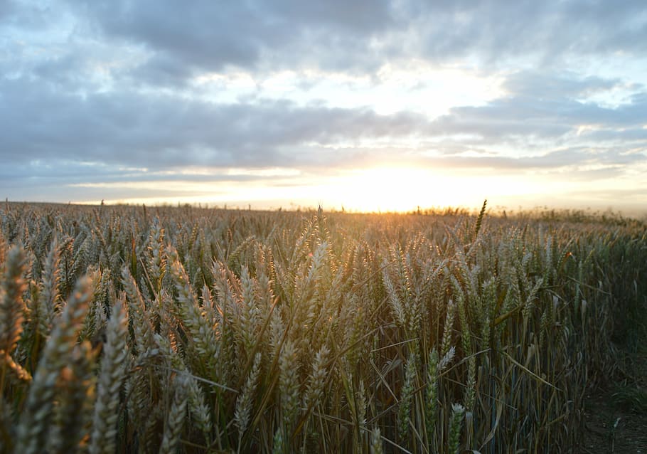 landscape, field, sky, grass, nature, hay, crop, wheat, cloud HD wallpaper