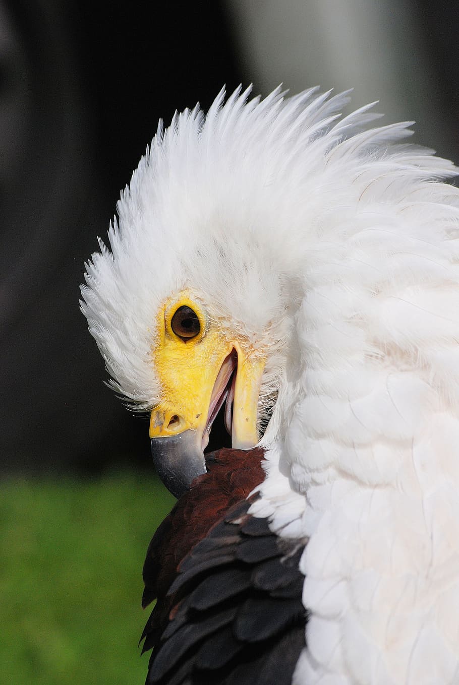 bald eagle, preening, beak, american, raptor, feathers, head HD wallpaper
