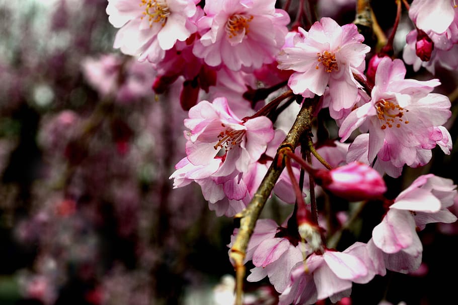 sakura, nature, spring, blossom, flowering plant, fragility HD wallpaper