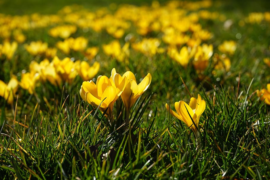 crocus, flowers, plant, spring, frühlingsblüher, yellow, mm HD wallpaper