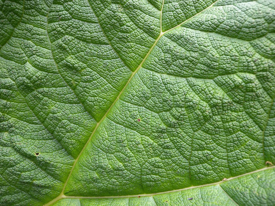 leaf, structure, leaf veins, plant part, green color, backgrounds HD wallpaper