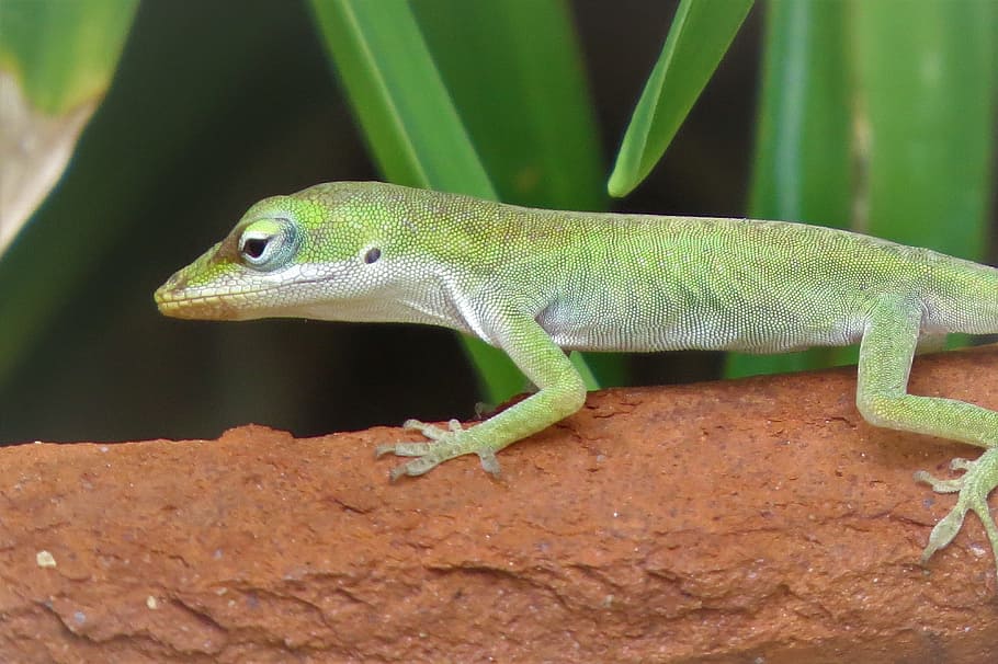 reptile, lizard, tiny, green, wildlife, animal themes, one animal HD wallpaper