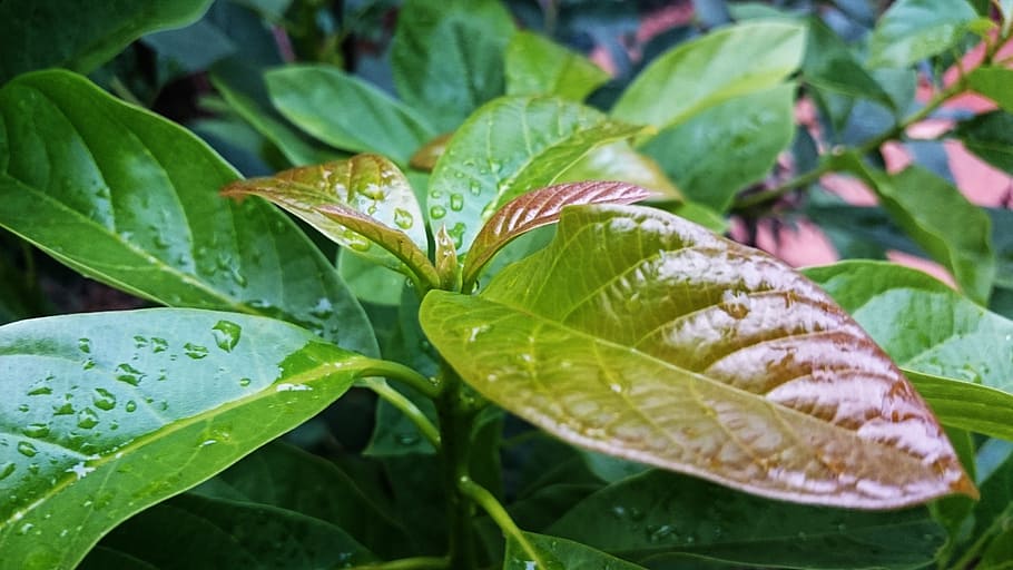 green, leaf, nature, plant, green Color, freshness, close-up HD wallpaper