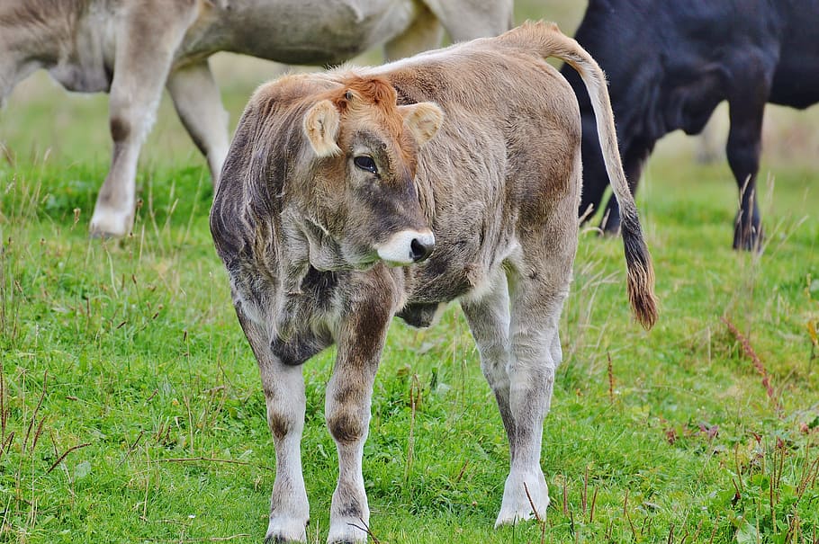 cows, allgäu, cute, ruminant, dairy cattle, pasture, animal HD wallpaper